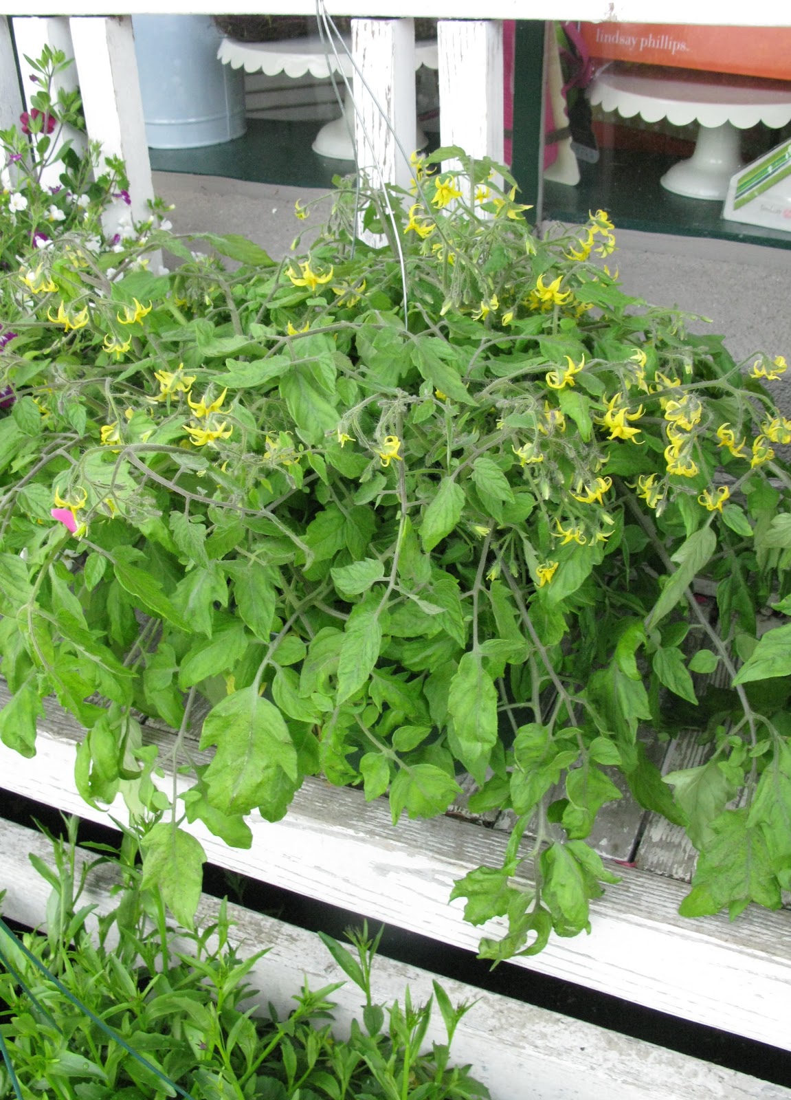 Farmhand Feed and Home Company Hanging Baskets