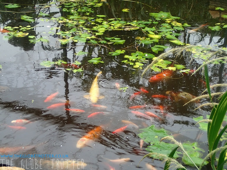 A Visit to the Butterfly Farm in StratforduponAvon The Globe Trotter