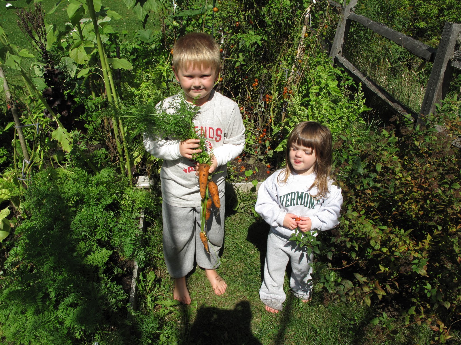 Primary Learning Logs Vegetables from Underground