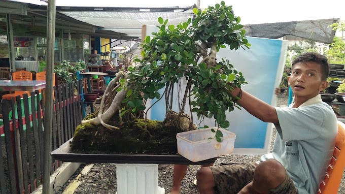 KARAKTERISTIK & FUNGSI AKAR GANTUNG PADA BONSAI BERINGIN 