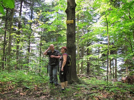 Łysa Góra (554 m n.p.m.). Łysa Góra (554 m n.p.m.).