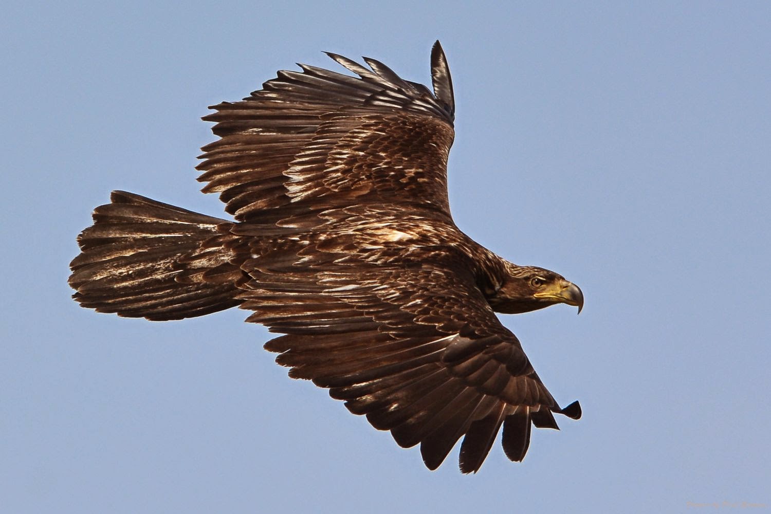 Shutterbugs Capturing the World Around Us: More Young Eagles in flight