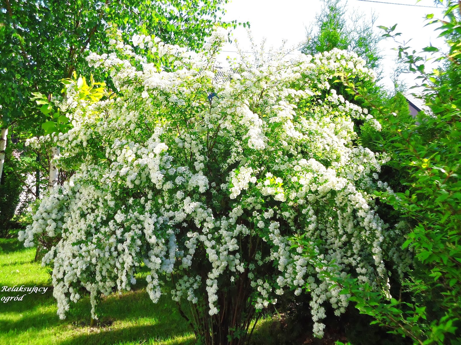 Tawuła Van Houtte a
