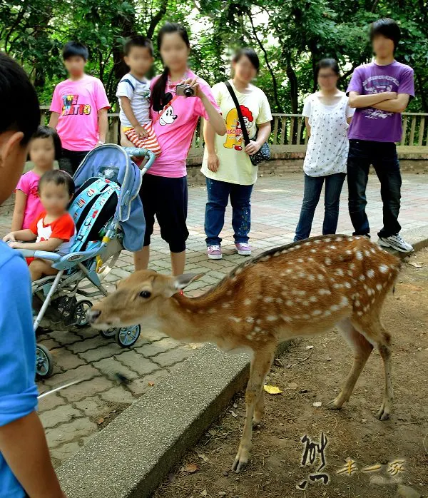 新竹親子遊｜新竹市立動物園~有日本奈良賞鹿的Fu