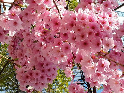 Close up look at sakura flower in Odaiba Japan