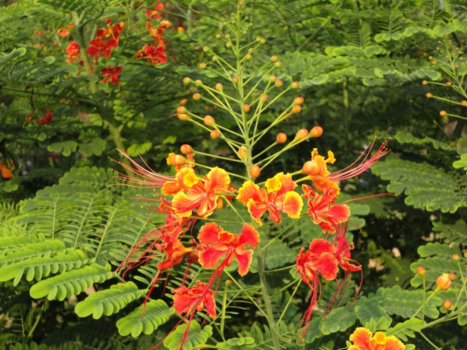 Radhachura, Peacock flower, caesalpinia pulcherrima