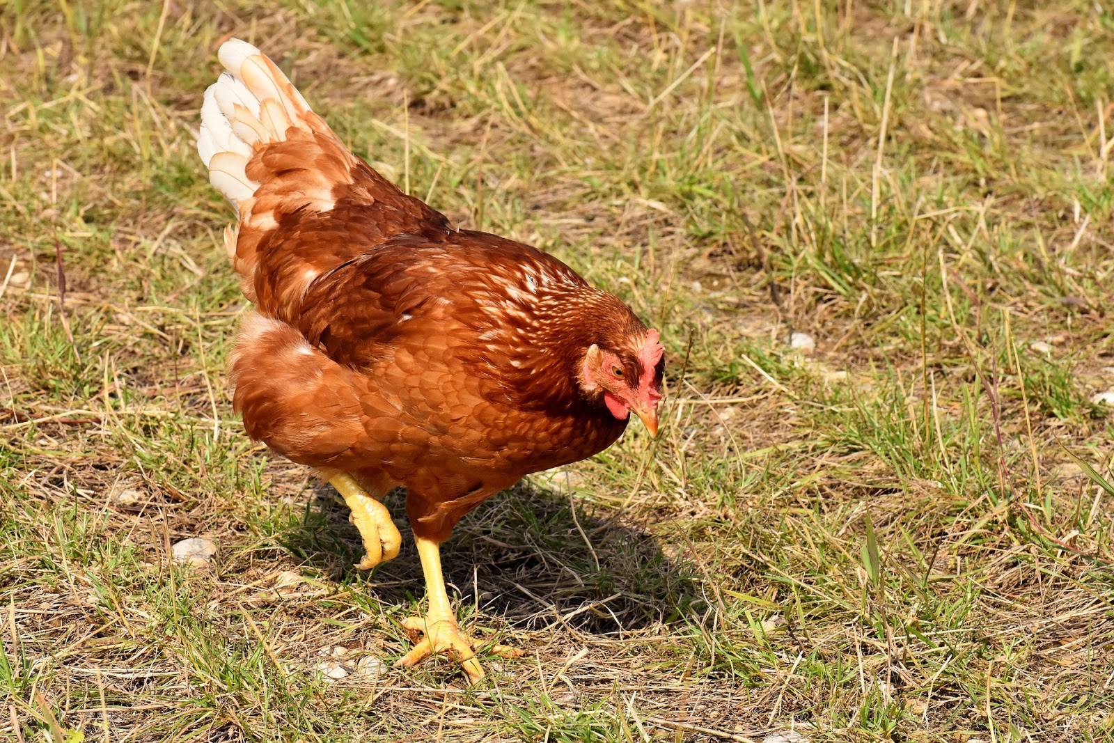 How to Find a Healthy Diet Your Chickens TheRider'sPets