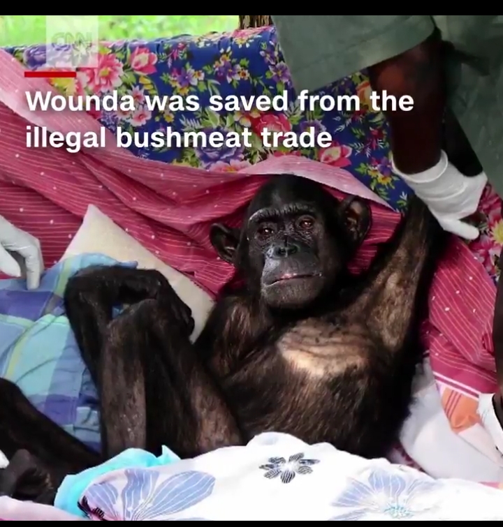 the moment chimpanzee wounda