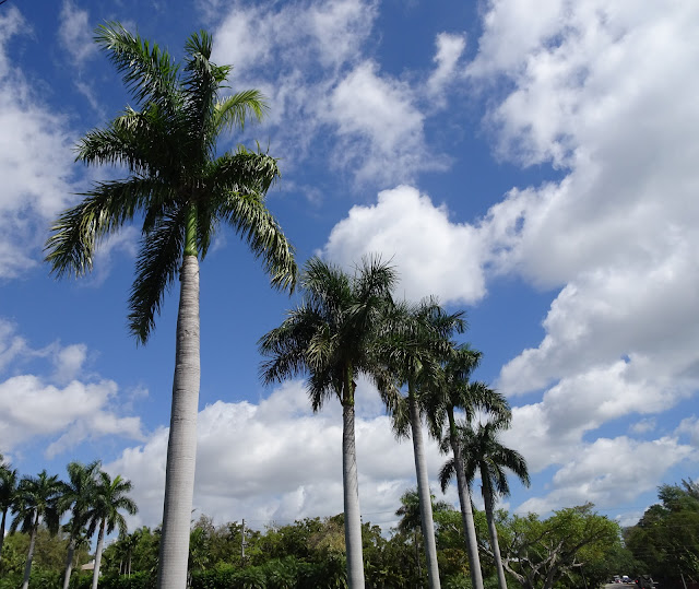 Miami está lleno de palmeras por todos lados.