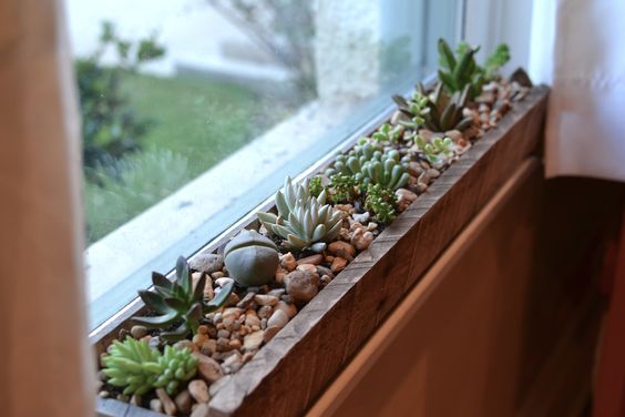 Suculentas são ótimas plantas para decorar o interior da casa ou escritórios