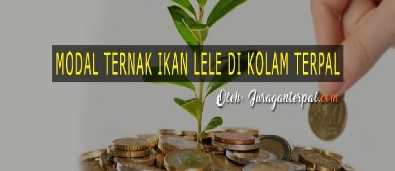 Rincian Modal Ternak Lele dari Awal Hingga Panen