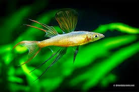 Iriatherina Werneri Iriatherina Werneri