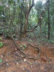 Deciduous rain-forest of the Bhagwan Mahavir wildlife sanctuary.
