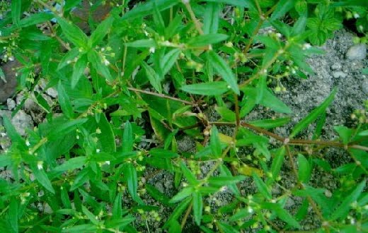 Obat Tradisional yang Bisa Basmi Kista Tanpa Operasi