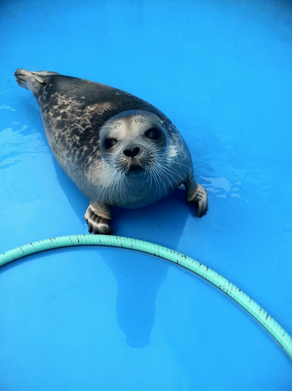Alaska SeaLife Center AmeriCorps Adventures! AmeriCorps Marine Mammal