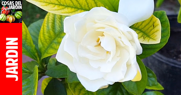 Top 10: preguntas sobre la gardenia (¿sabes cómo curar sus hojas  amarillas?) | Plantas
