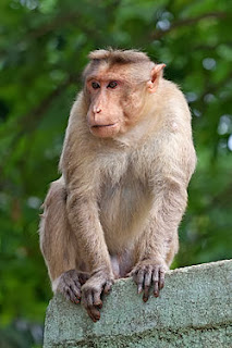 macaque monkey