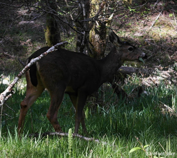 Olympic Deer