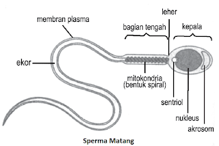 cara meningkatkan kualitas sperma secara alami