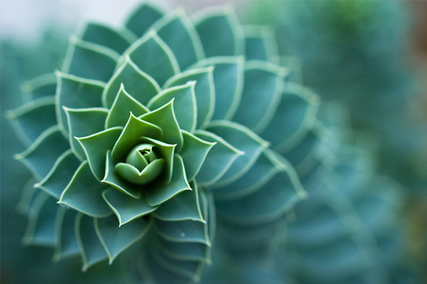 Las Fotos Mas Alucinantes: plantas fractales
