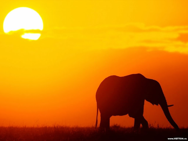 Elephant  at sunset 