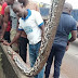 Biggest Snake in Nigeria Killed In Anambra