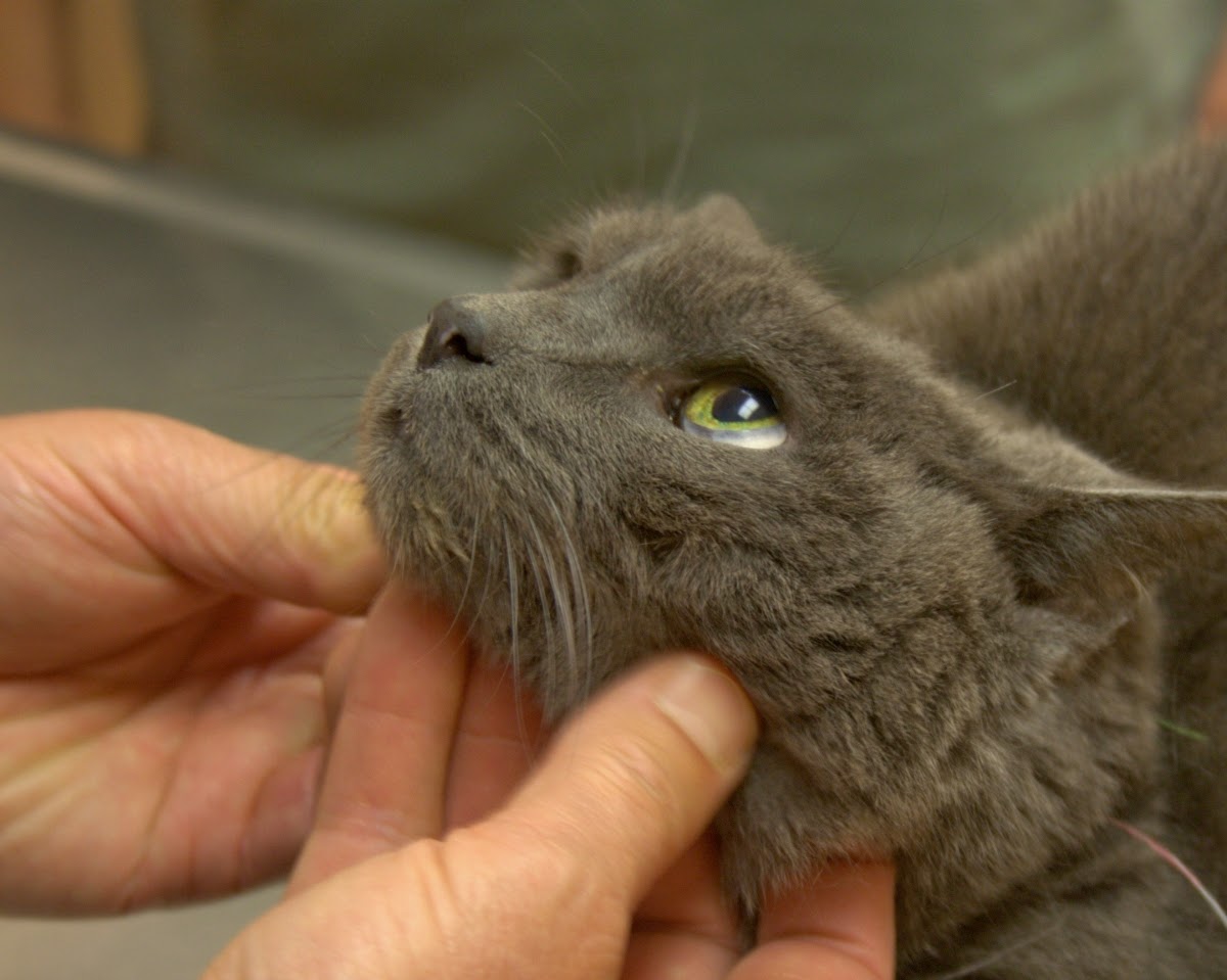 Bregman Veterinary Group Make Sure Your Cat Is Healthy and Happy