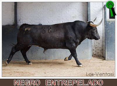 Diferentes razas de toros - Página 6 12718270_897226173728152_8423127076706068407_n