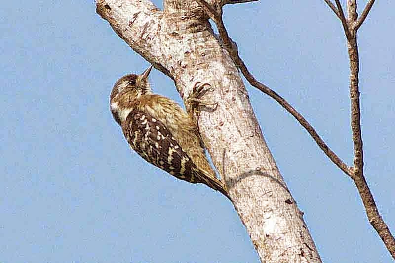 woodpecker in tree