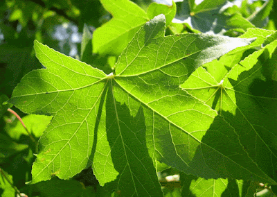 Foglie caccia luce