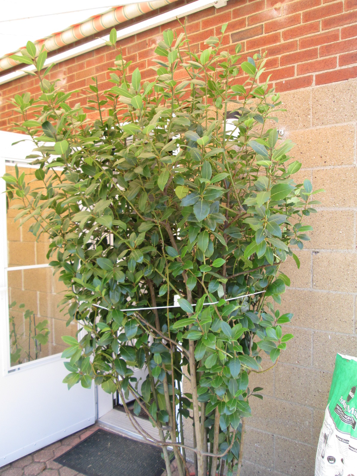 Lemon Verbena Lady's Herb Garden Herbal Trees Are Out and Back Inside