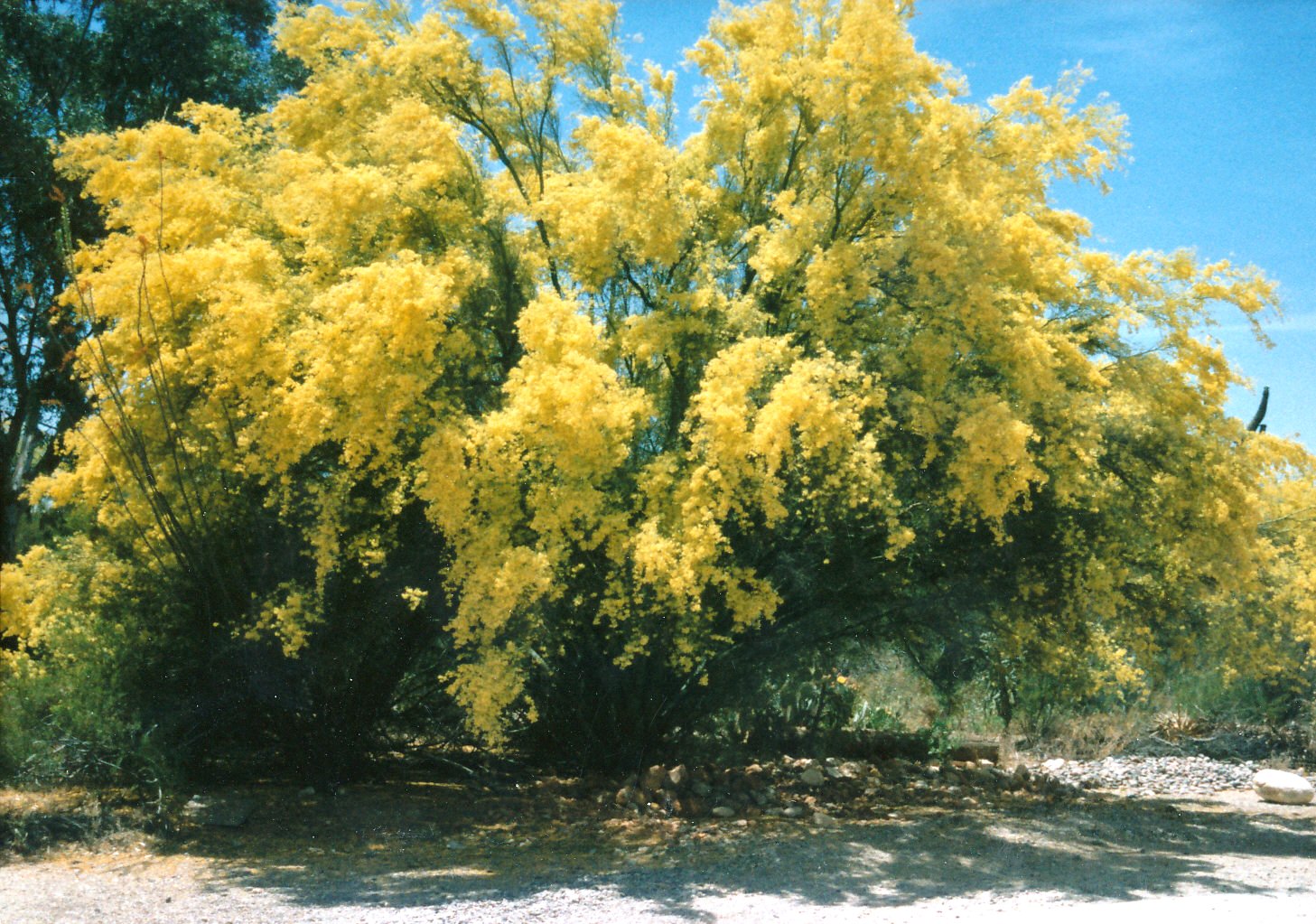 Xtremehorticulture of the Desert Landscape Committee Wants Evergreen