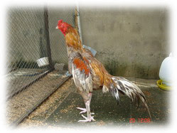 Ayam Bangkok Kelabu Ayam Bangkok Kelabu