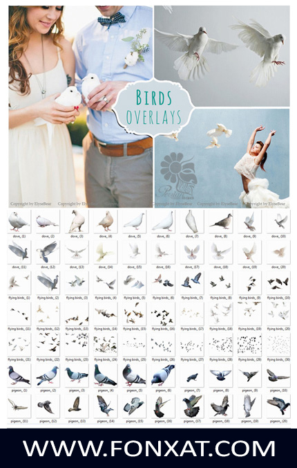 Download Images clipart design elements, pigeons صور مفرغة لحمام ابيض