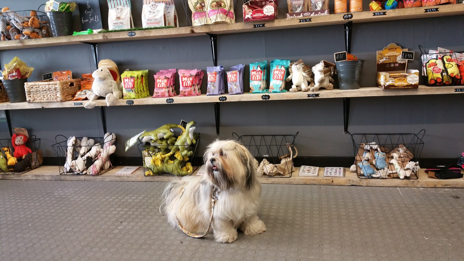 Hounds NewcastleUnderLyme Staffordshire Paws across Britain