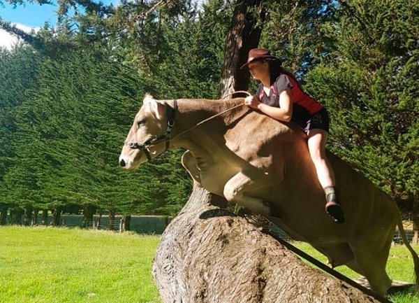 Mundo: Sem dinheiro para comprar cavalo, menina passa a treinar saltos com vaca