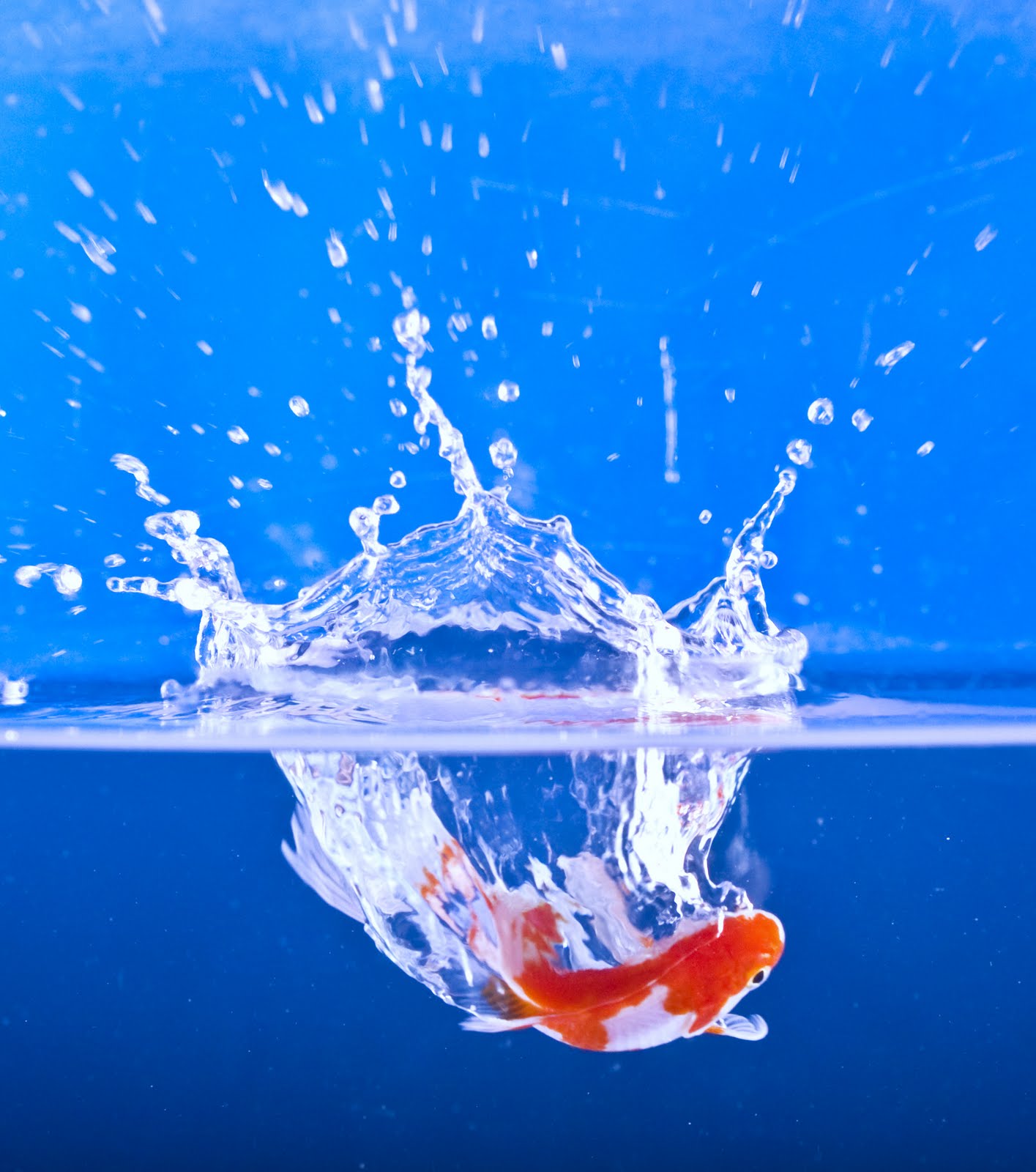 KimsArt & Graphic Design: A possible image to work with for the 'Splash ...