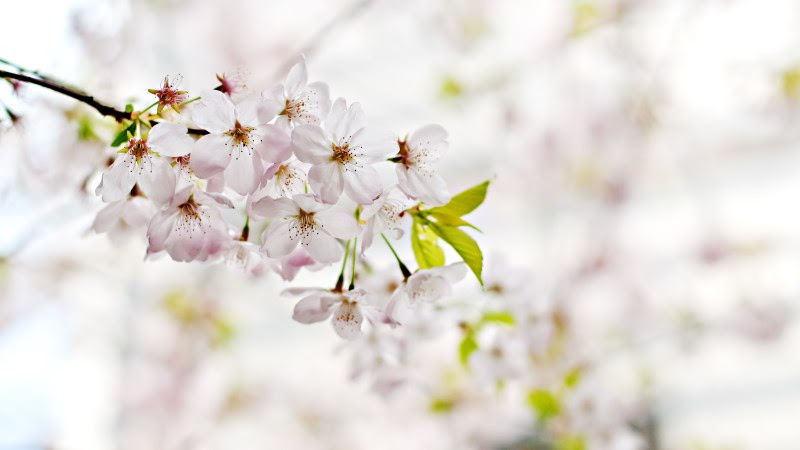 Cherry Blossoms. Flowers from Spring