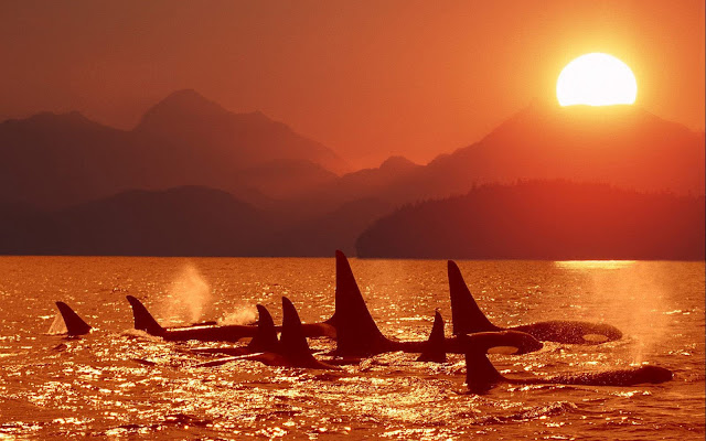 Group of orcas at sundown wallpaper