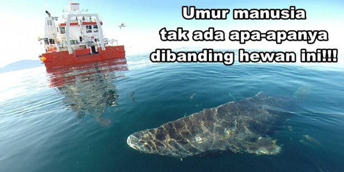 Enam Hewan Ini Punya Umur Paling Panjang di Dunia, Abadi Salah Satunya! Enam Hewan Ini Punya Umur Paling Panjang di Dunia, Abadi Salah Satunya!