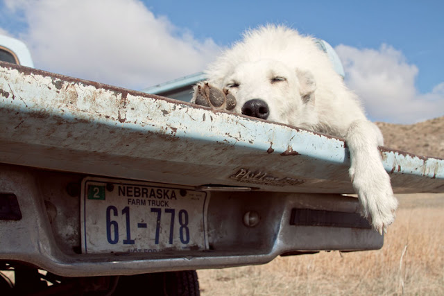 Ranch Dog Taking a Break From Work - Jamie Illian