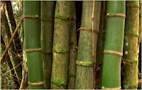 Touceira de bambu