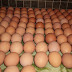 Produsen Telur Ayam di Jogja