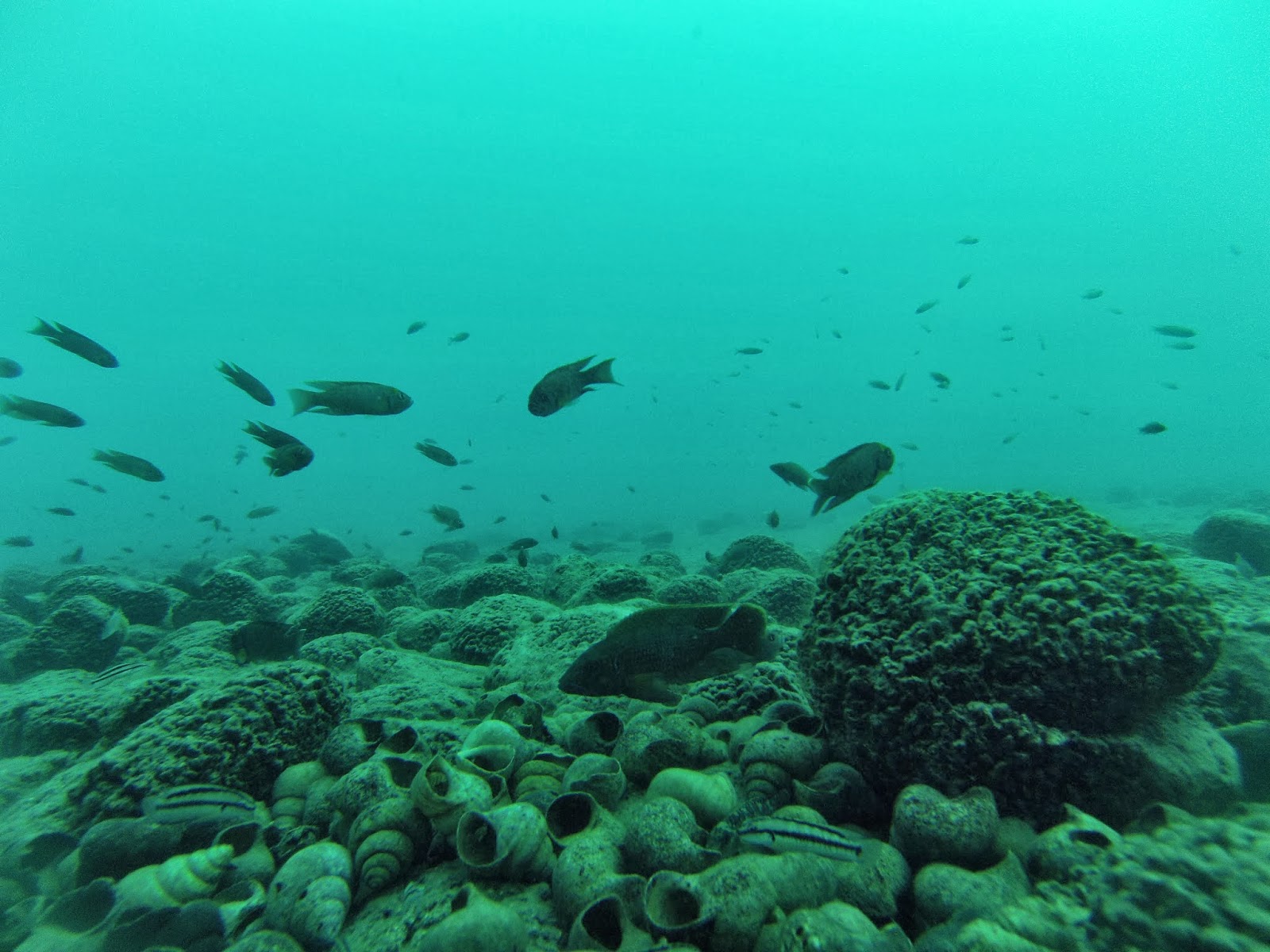 Fieldnotes Underwater in Lake Tanganyika