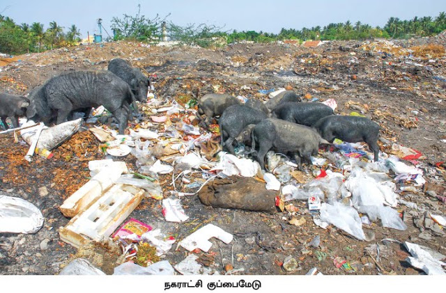 நாறும் கடலூர் நகராட்சி... கதறும் மக்கள் மனசாட்சி! நாறும் கடலூர் நகராட்சி... கதறும் மக்கள் மனசாட்சி!
