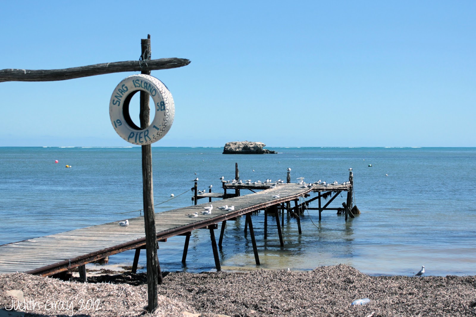 Ospreys and Caspian Terns at Leeman, Western Australia 23/09/12