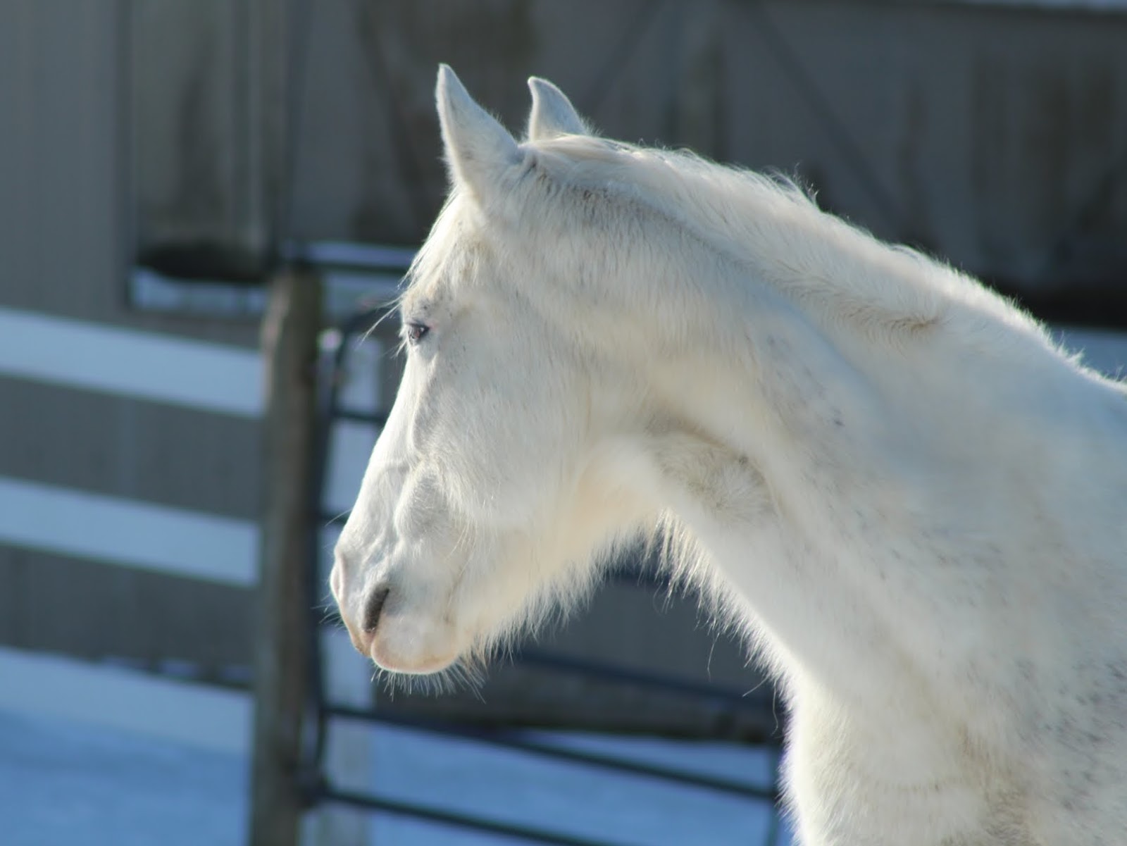 White Horses in Art and Photography