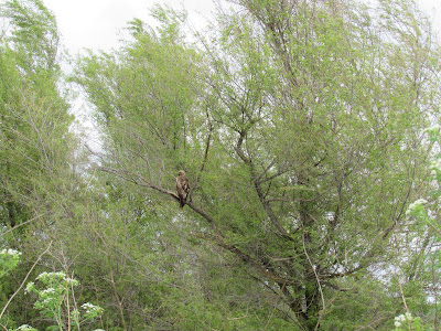 Sacramento National Wildlife Refuge California birding hotspot