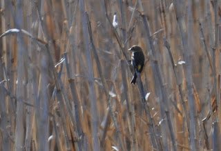 Small bird small bird perched on a blade of reed grass