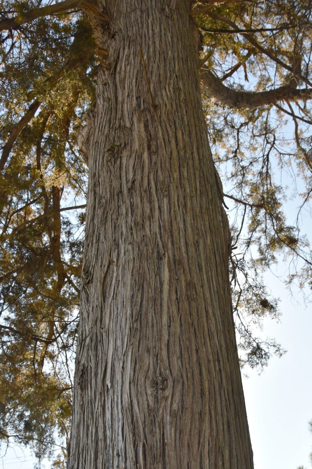 Using Native Plants The Cedar That Isn't